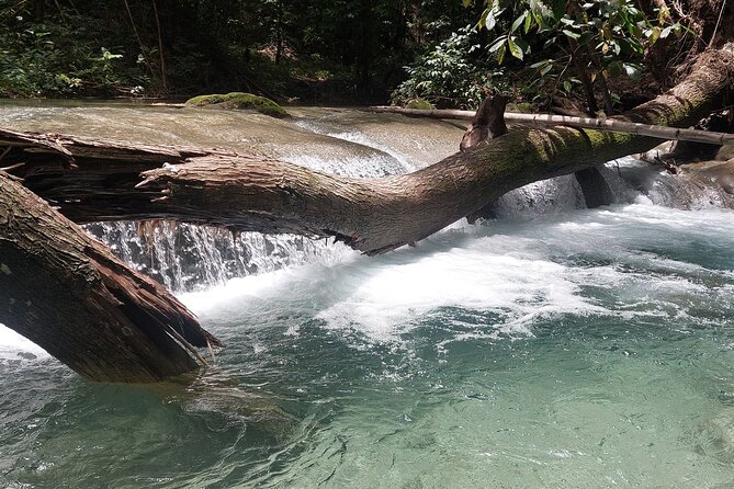 Mayfield Falls nature walk - The local food and fruit stops