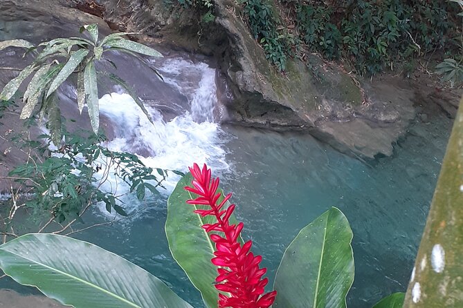 Mayfield Falls nature walk - Should you book this Mayfield Falls tour?