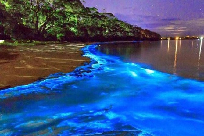 Mesmerizing Luminous Lagoon (Glistening Waters) Night Tour - Key points to know before booking
