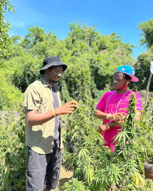 Montego Bay: Cannabis Farm, Bamboo Rafting, & Foot Massage - Who should book this outing
