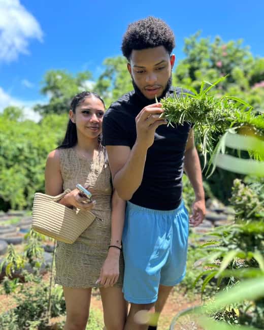 Montego Bay: Cannabis Farm, Bamboo Rafting, & Foot Massage - Starting at the marijuana farm