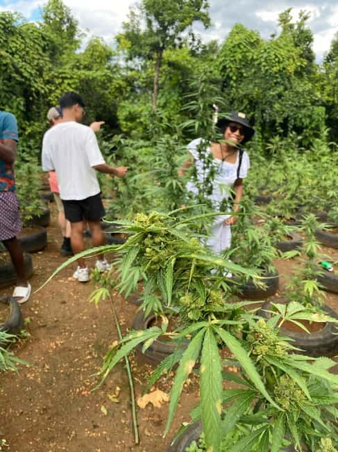 Montego Bay: Marijuana Farm and Bird Sanctuary Tour - What the Montego Bay outing really includes