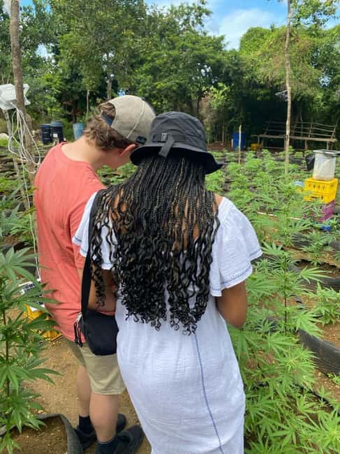 Montego Bay: Marijuana Farm and Bird Sanctuary Tour - The food stop is practical, not part of the ticket
