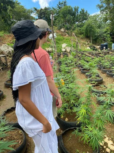 Montego Bay: Marijuana Farm and Bird Sanctuary Tour - Should you book the marijuana farm and bird sanctuary tour?