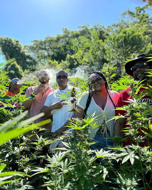 Montego Bay: Marijuana Farm Private Tour with Transportation - What the Montego Bay cannabis farm visit is really about
