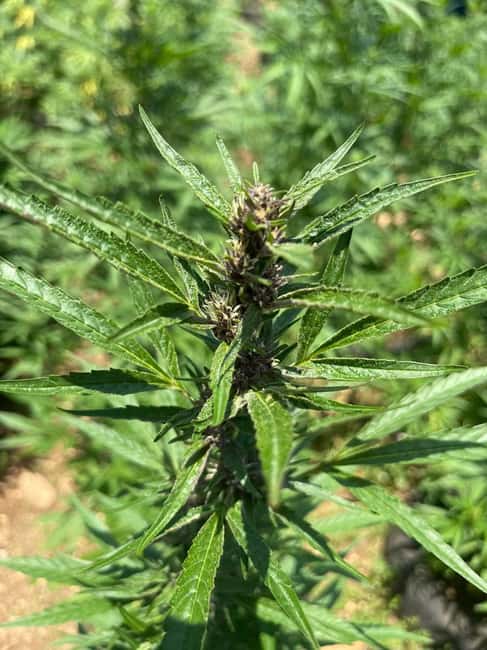 Montego Bay: Marijuana Farm Private Tour with Transportation - The tasting session and the chalice