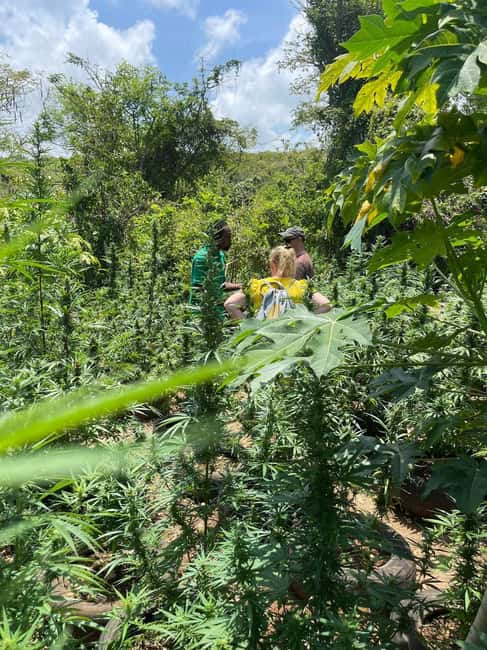 Montego Bay: Marijuana Farm Private Tour with Transportation - Is $133 per person good value?