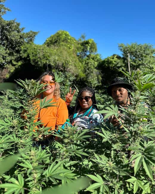 Montego Bay: Marijuana Farm Private Tour with Transportation - Simple ways to get more from the visit