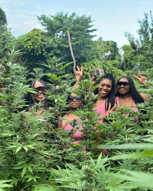 Montego Bay Marijuana Farm Tour - Walking from seedlings toward harvest