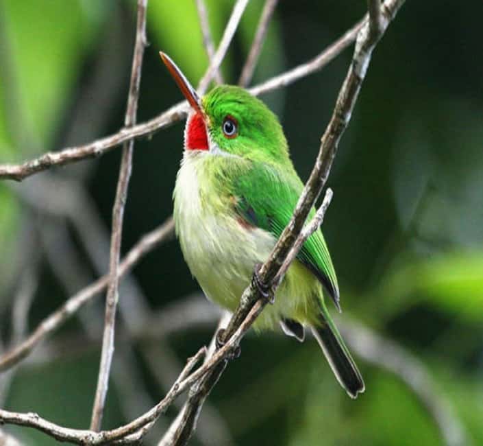 Montego Bay: Private Rocklands Bird Sanctuary Trip - Birds you might see at Rocklands