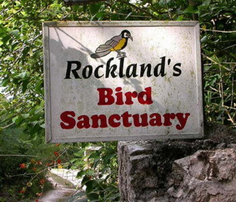 Montego Bay: Private Rocklands Bird Sanctuary Trip - The private format and who benefits from it
