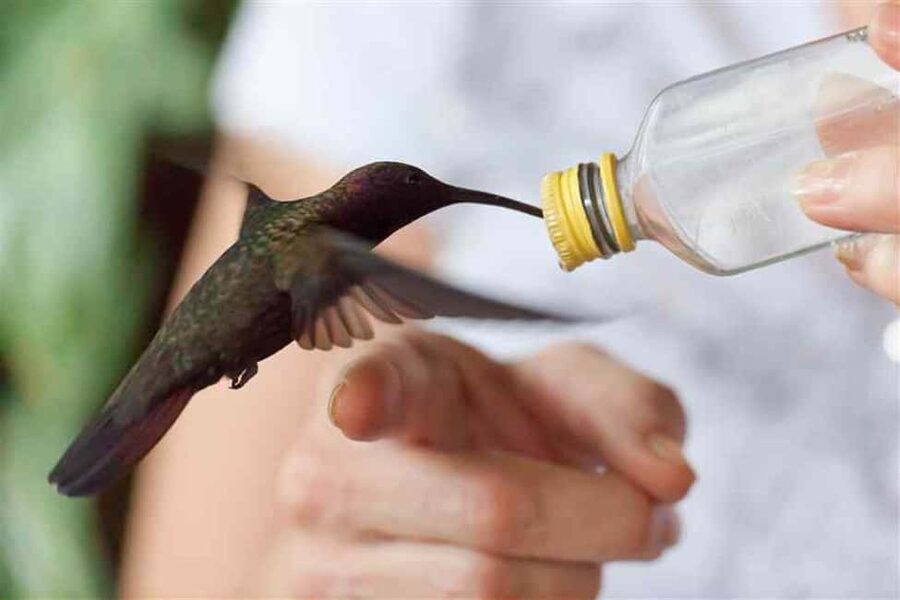 Montego Bay: Private Rocklands Bird Sanctuary Trip - The real cost of the outing