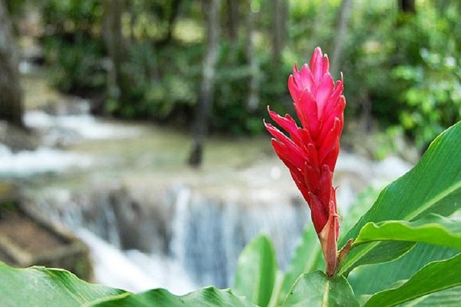 Montego Bay to Dunn's River Falls Half-Day Trip - Pickup details can make or break the morning