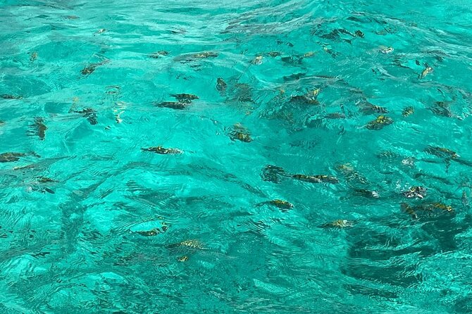 Negril and Ricks Cafe Sunset Tour with Boat Ride and Snorkeling - Why this Montego Bay to Negril day trip works