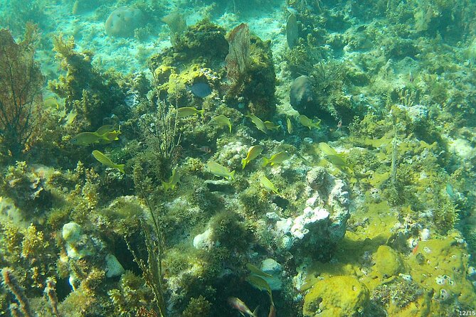 Negril Glass Bottom Boat Tour Snorkeling and Booby Cay - Who will enjoy this most