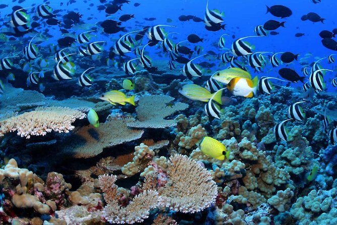 Negril Glass Bottom Boat Tour Snorkeling and Booby Cay - Med Reef is the main reason to book