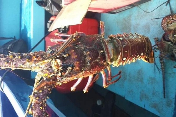 Negril Lobster Lunch on Booby Cay & Snorkeling To a Sunken Cannon - The lobster season rule matters