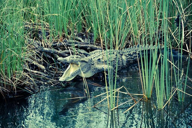 Private Appleton YS Falls and Black River Tour from Montego Bay - A one-hour Black River safari