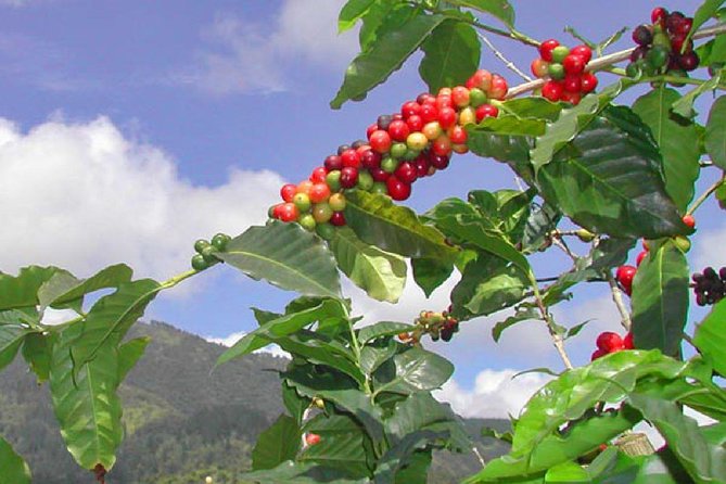 Private Blue Mountain tour from Ocho Rios - Entering the Blue Mountain valley