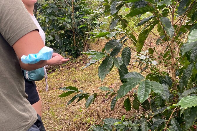 Private Blue Mountain tour from Ocho Rios - Is $155 a fair price?
