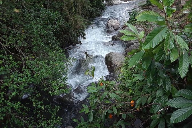 Private Blue Mountain tour from Ocho Rios - A coffee farm that feels like a home