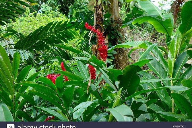 Private Combo Tour From Ocho Rios To Blue Hole & Konoko Falls - Konoko Falls mixes gardens with a climb