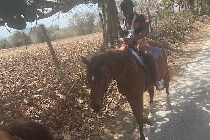 Private Dunns River Falls and Horse Back Riding - Choosing a horse in Saint Ann Parish