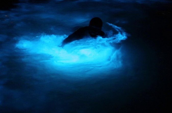 Private Guided Night Tour of Luminous Lagoon in Montego Bay - Should You Book the Luminous Lagoon Tour?