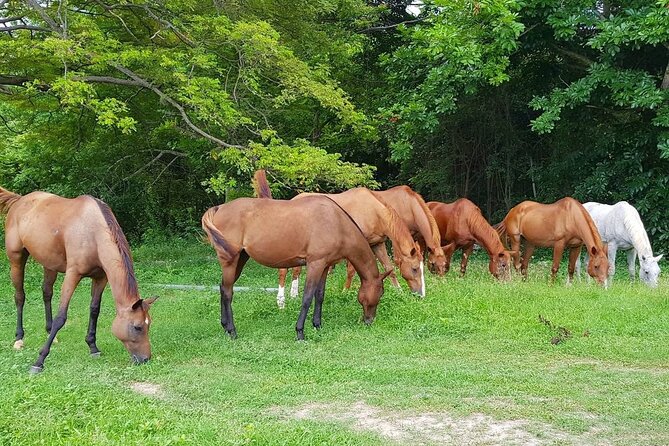 Private Horseback Riding, Swimming and Dunn's River Falls Tour - Pickup in Montego Bay and the value of private transport