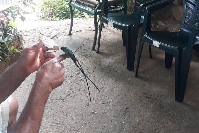 Private Rockland Bird Sanctuary Tour from Montego Bay - Key points to know before you go