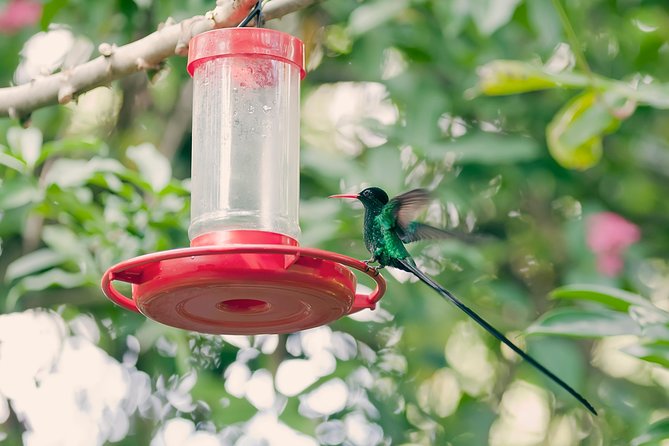 Private Rockland Bird Sanctuary Tour from Montego Bay - Why the hummingbird encounter feels different