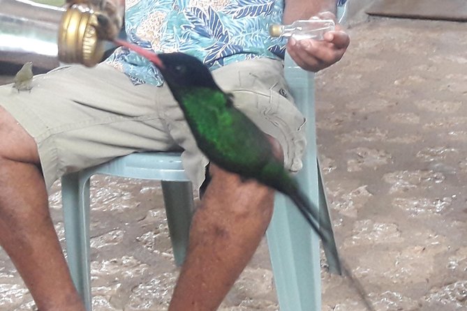 Private Rockland Bird Sanctuary Tour from Montego Bay - Inside Rocklands Bird Sanctuary