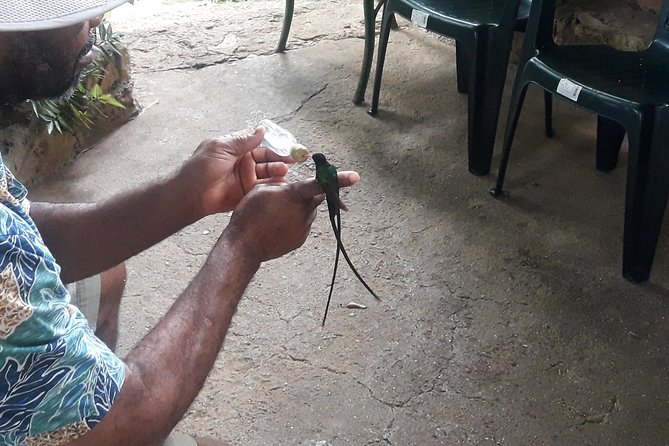 Private Rockland Bird Sanctuary Tour from Montego Bay - What the one-hour visit is really worth
