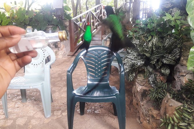 Private Rockland Bird Sanctuary Tour from Montego Bay - Timing, weather, and comfort
