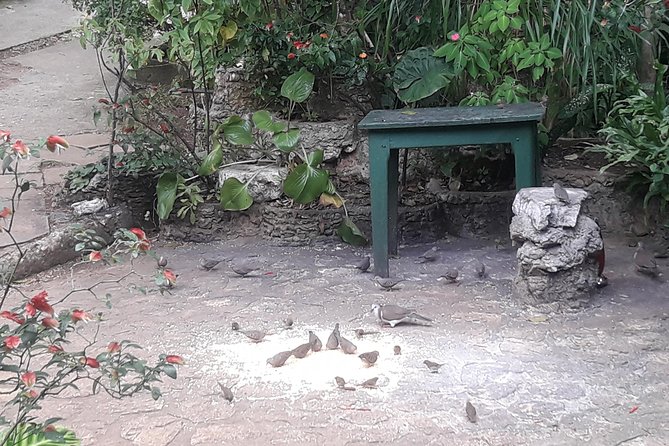 Private Rockland Bird Sanctuary Tour from Montego Bay - The drivers can shape the day