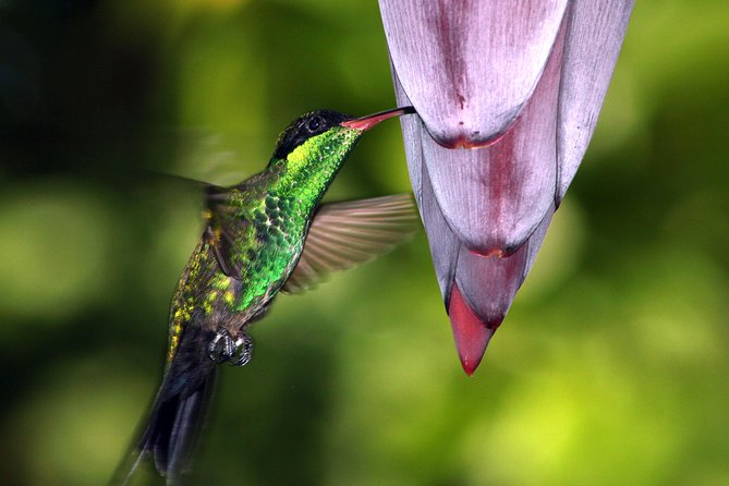 Private Rockland Bird Sanctuary Tour from Montego Bay - The private ride from Montego Bay