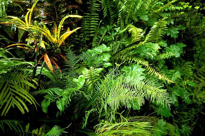 Private Sightseeing Tour in & Around Ocho Rios - A gentle introduction to Ocho Rios