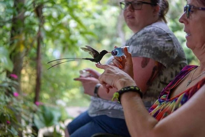 Rockland Bird Sanctuary plus Montego Bay Highlights & Shopping Private Tour - Why Rocklands Bird Sanctuary is the heart of the tour
