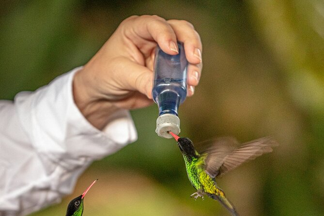 Rockland Bird Sanctuary plus Montego Bay Highlights & Shopping Private Tour - A cool mountain setting with room to watch