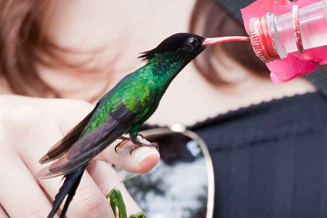 Rockland Bird Sanctuary plus Montego Bay Highlights & Shopping Private Tour - How the three to five hours usually work
