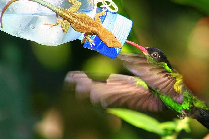 Rockland Bird Sanctuary plus Montego Bay Highlights & Shopping Private Tour - Hand-feeding finches, grassquits, and other small birds