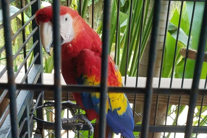 Rockland Bird Sanctuary Private Tour - What the Montego Bay transfer adds