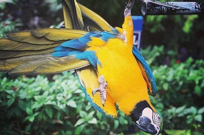 Rockland Bird Sanctuary Tour [Transportation] Hotel Pick-Up - Hotel pickup from Montego Bay, Negril, and Falmouth