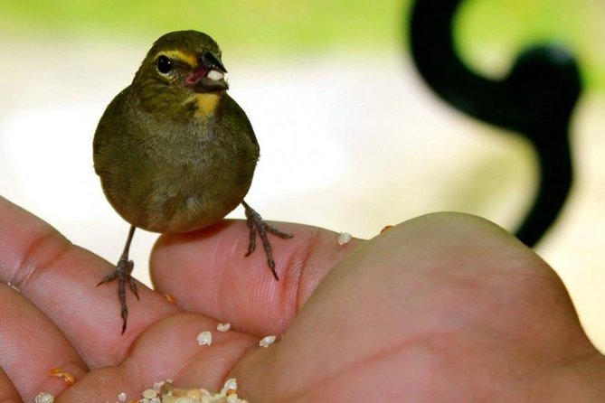 Rockland Bird Sanctuary Tour [Transportation] Hotel Pick-Up - The simple charm of a Jamaican bird sanctuary