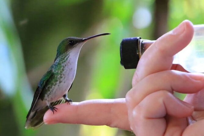 Rocklands Bird Sanctuary and Montego Bay Highlights - Key points at a glance