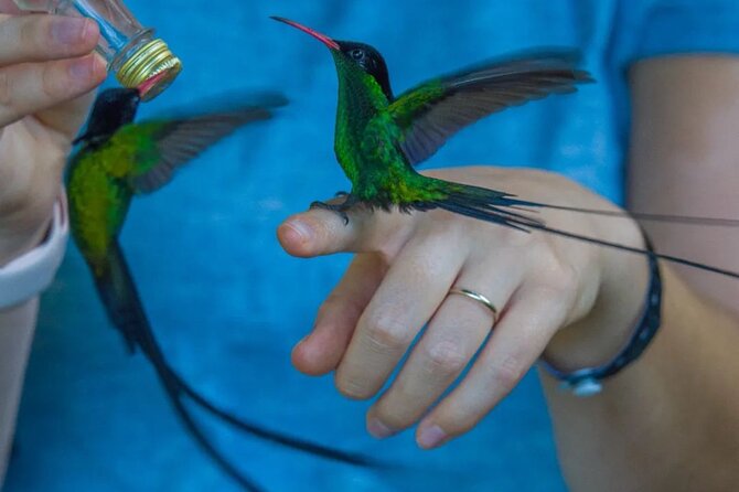 Rocklands Bird Sanctuary and Montego Bay Highlights - The hummingbirds are the real reason to go