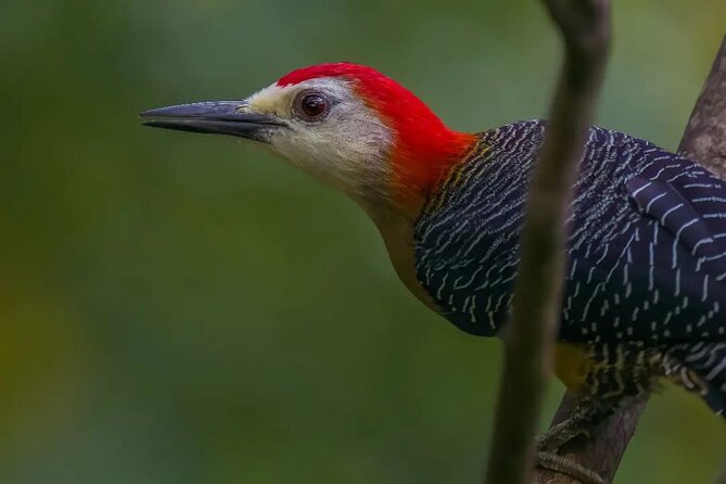 Rocklands Bird Sanctuary and Montego Bay Highlights - Shopping, food, and sightseeing along the route
