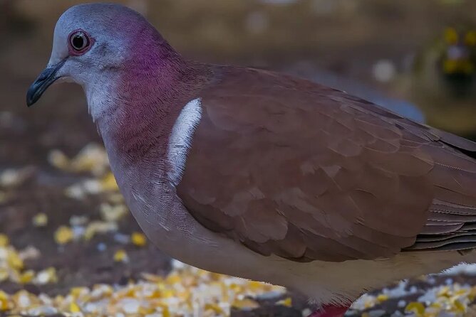 Rocklands Bird Sanctuary and Montego Bay Highlights - The value of $120 per person
