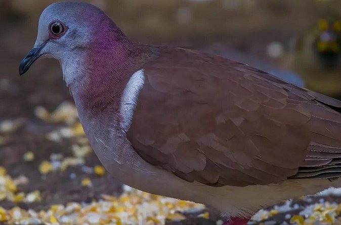 Rocklands Bird Sanctuary and Montego Bay Highlights - Who will enjoy Rocklands most