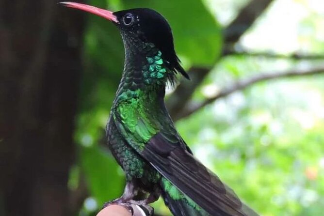 Rocklands Bird Sanctuary and Montego Bay Highlights - What happens during the roughly 90-minute sanctuary visit
